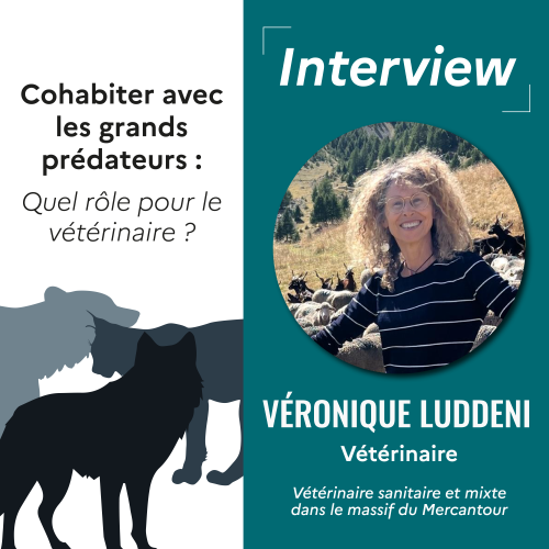 Le rôle du vétérinaire dans la cohabitation avec les grands prédateurs, avec Véronique Luddeni