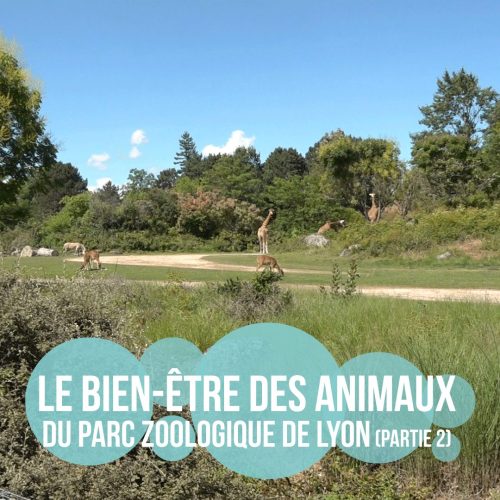 stéréotypie parc zoologique de Lyon