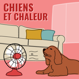 Chien et chaleur l'été