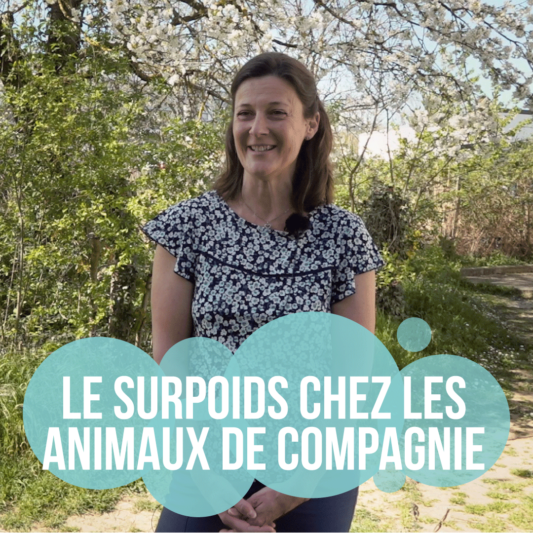 Le surpoids chez les chiens et les chats