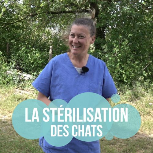 Stérilisation et bien-être du chat