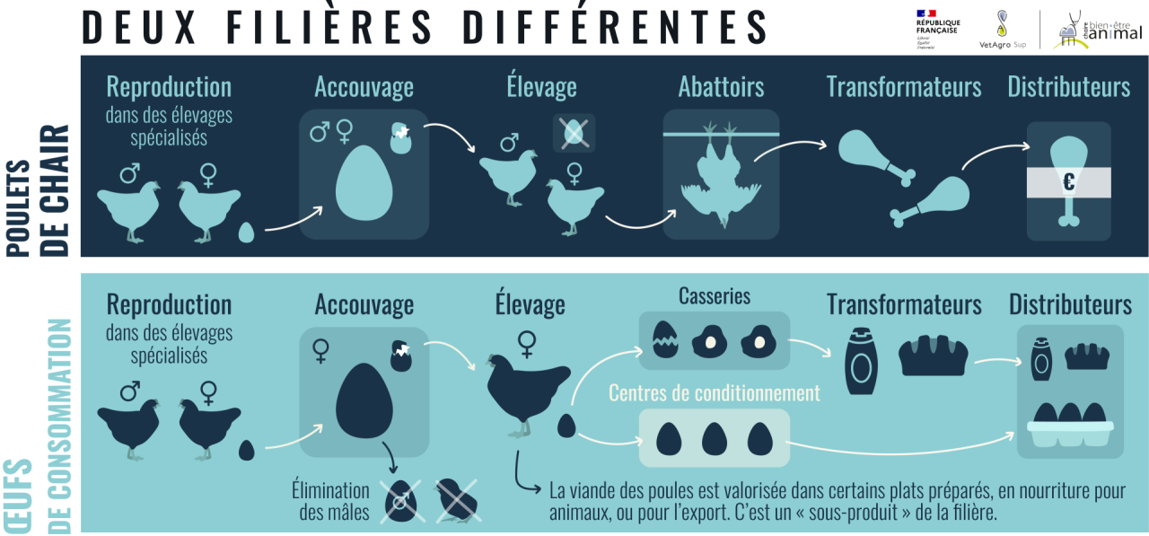Les filières oeufs et viande
