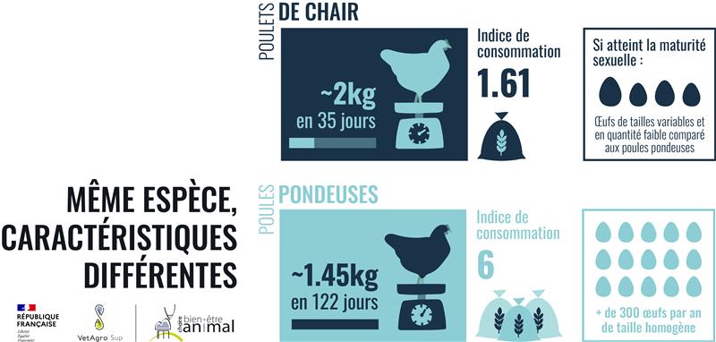 Poules et poulets : caractéristiques différentes