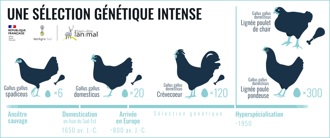 Historique de la sélection génétique