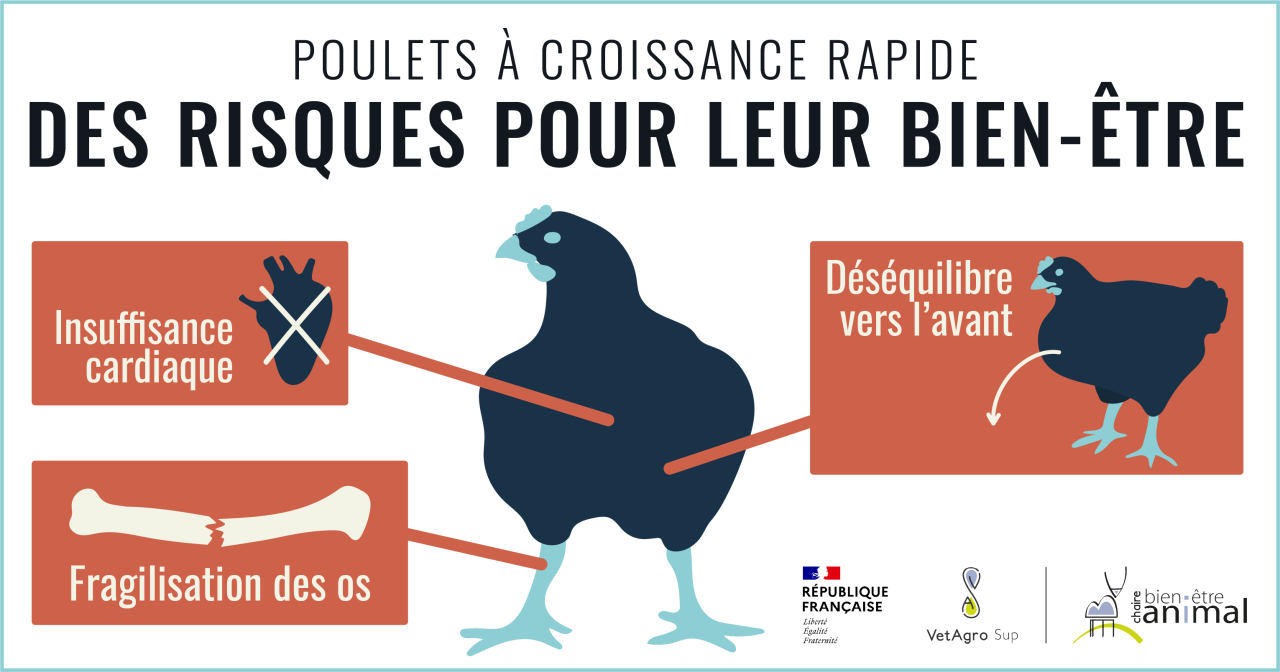 Bien-être des poulets de chair