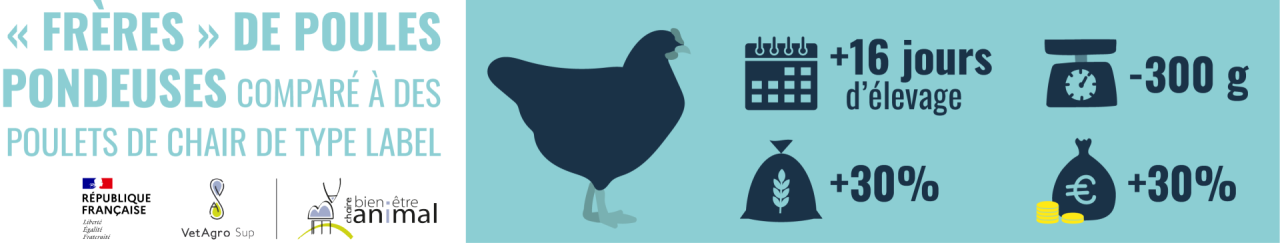 Frères des poules pondeuses