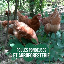 Poules pondeuses et agroforesterie