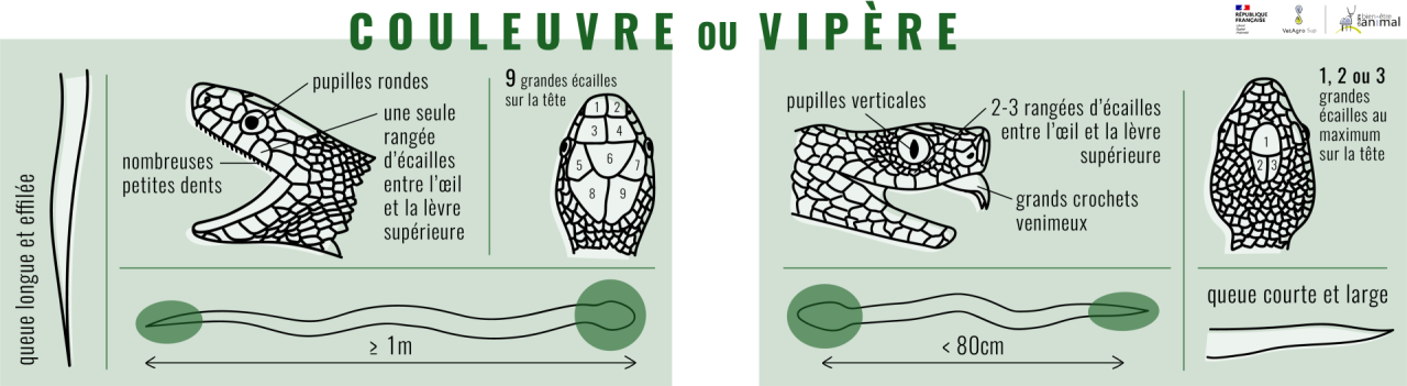 Différencier les couleuvres des vipères