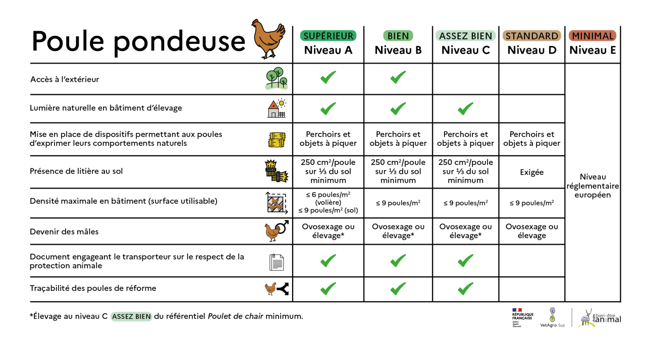 Critères - Poule pondeuse