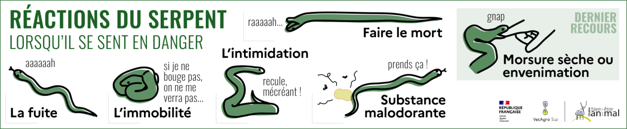 Réactions du serpent face au danger (stress)