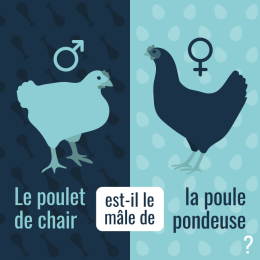 Le poulet de chair est-il le mâle de la poule pondeuse ?