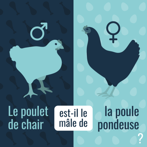 Le poulet de chair est-il le mâle de la poule pondeuse ?