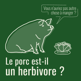 Le porc est-il un herbivore ?