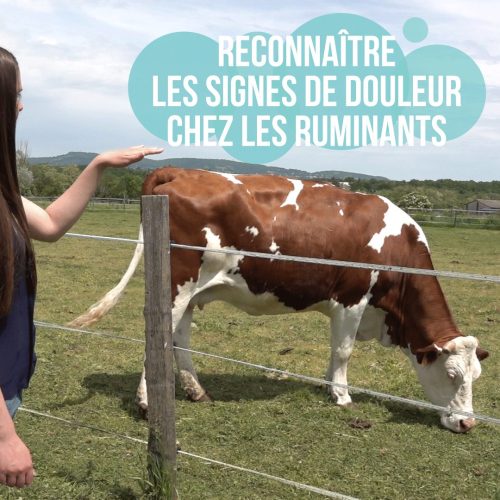 Comment reconnaître les signes de douleur chez les ruminants ?