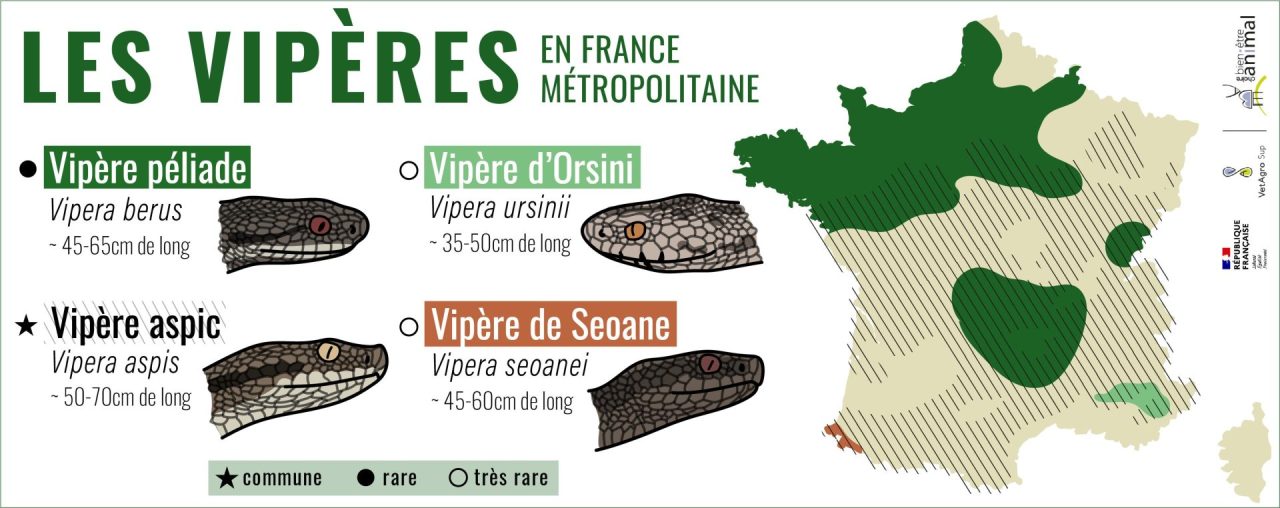 Vipères en France métropolitaine