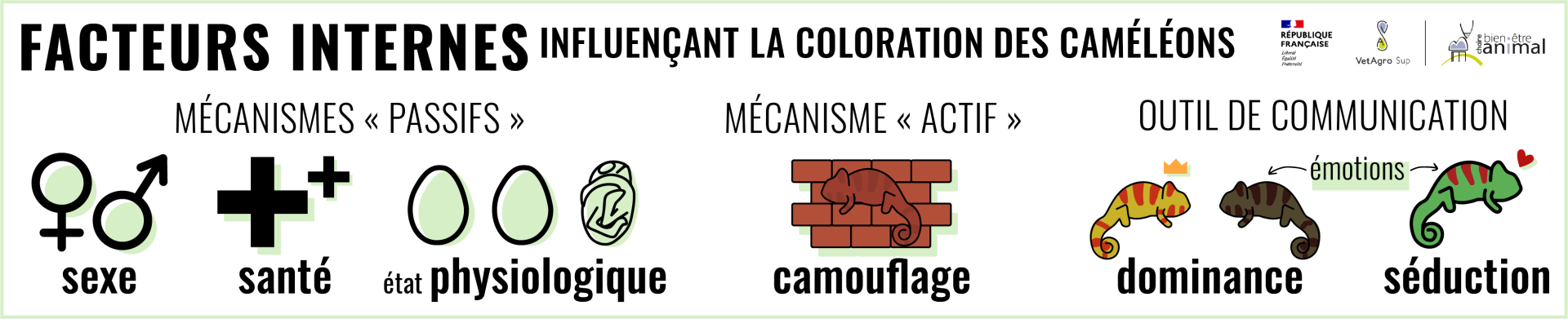 Facteurs internes influençant la coloration des caméléons