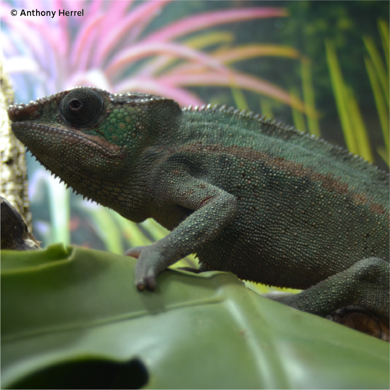 Caméléon mâle Furcifer pardalis stressé