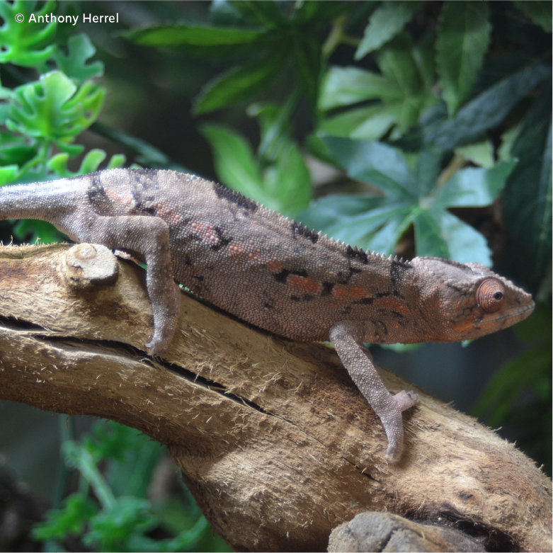 Femelle caméléon (Furcifer pardalis)