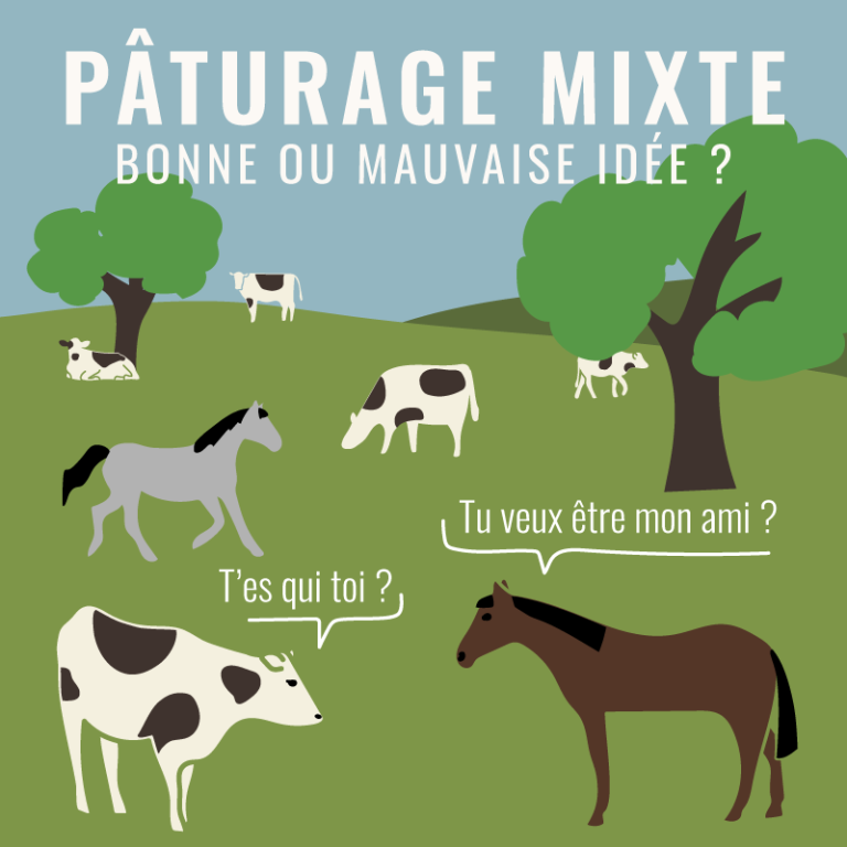 Vaches et chevaux dans la même pâture :bonne ou mauvaise idée ? (Pâturage mixte)