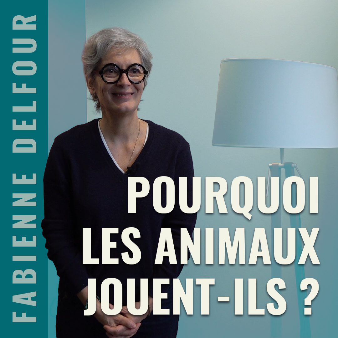 Pourquoi les animaux jouent-ils - Jeu ; Dauphins