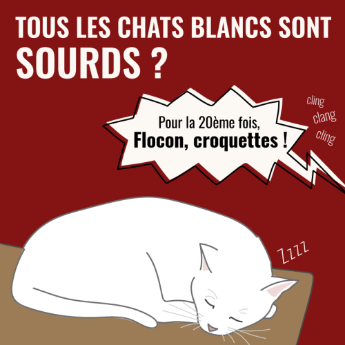 Tous les chats blancs sont-ils sourds ? VRAI ou FAUX