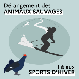 Dérangement des animaux sauvages lié au sports d'hiver