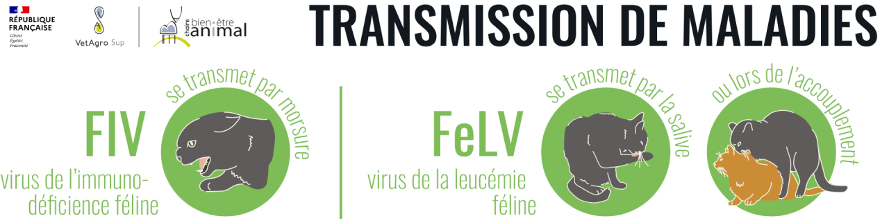 Transmission de maladies