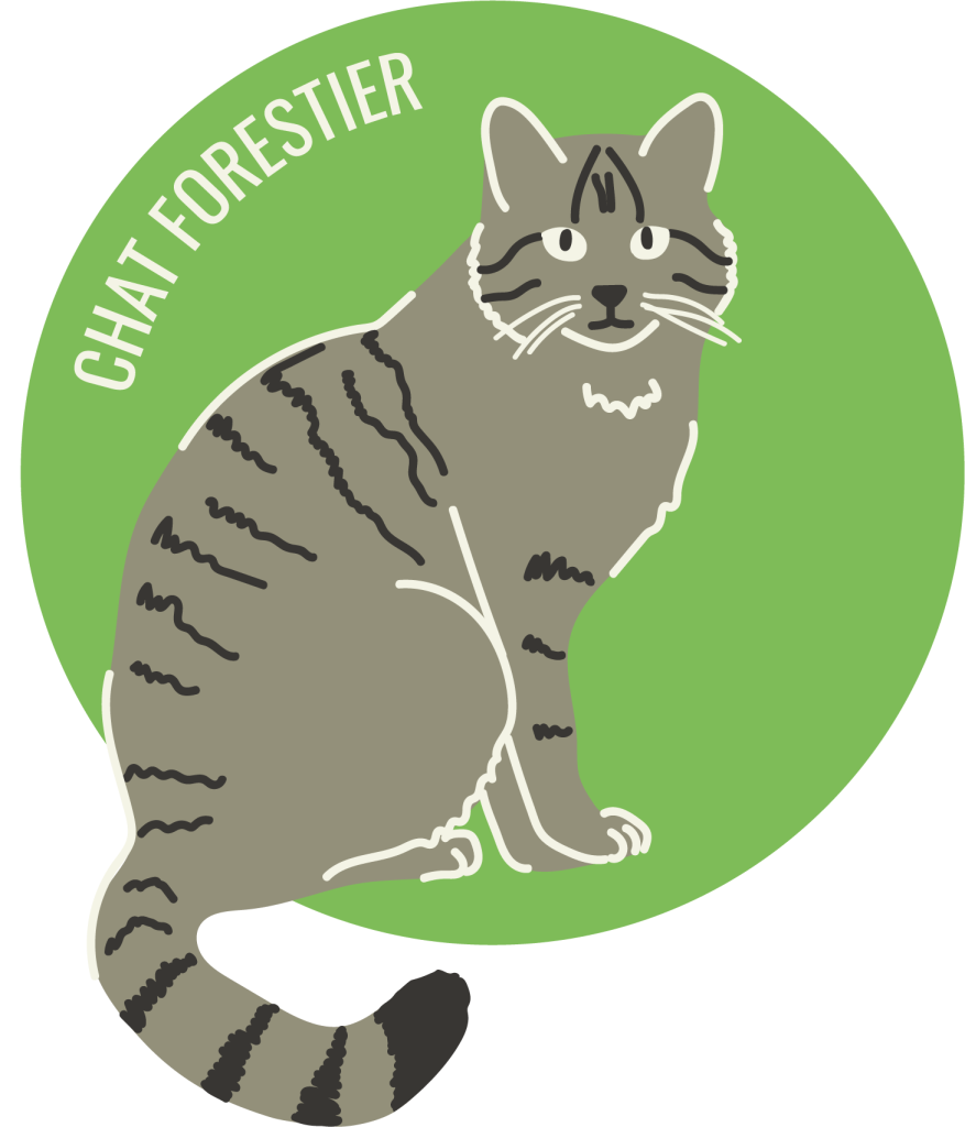 Chat forestier