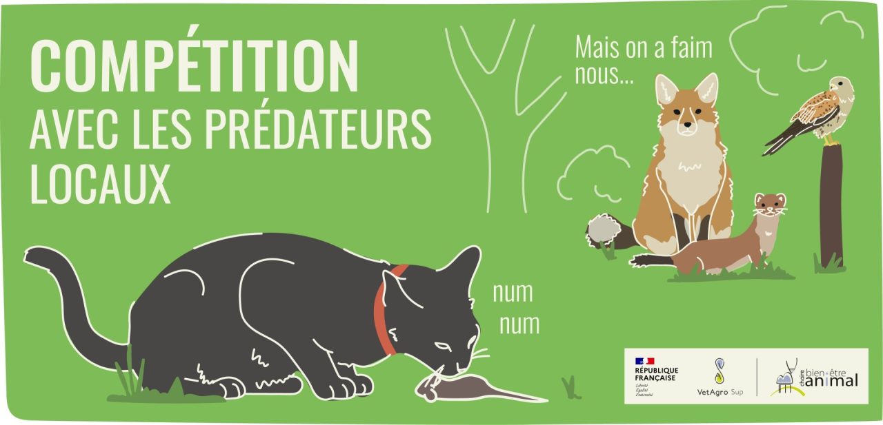 Compétition avec les prédateurs locaux