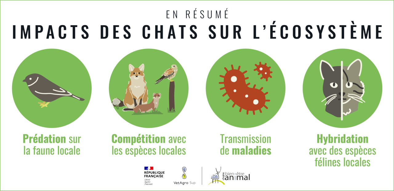 Impacts chats