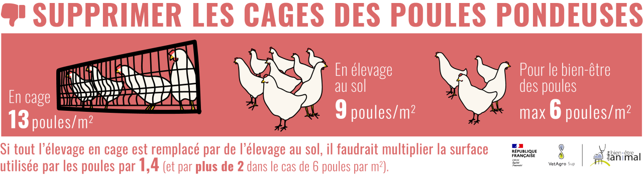 Supprimer les cages des poules pondeuses