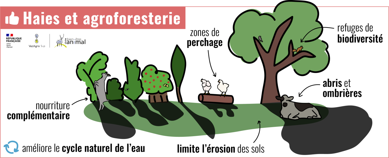 Haies et agroforesterie