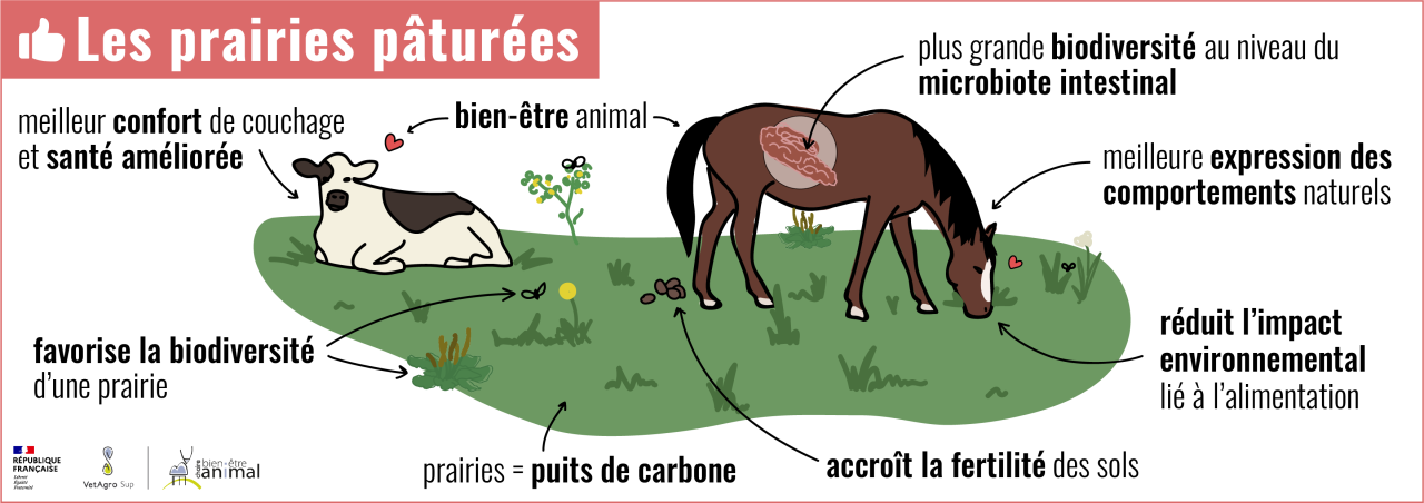 Prairies pâturées