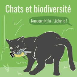 Peut-on (ré)concilier chats domestiques et biodiversité ?