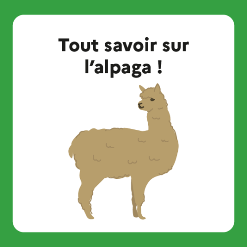 Fiche espèce – Tout savoir sur l&rsquo;alpaga !