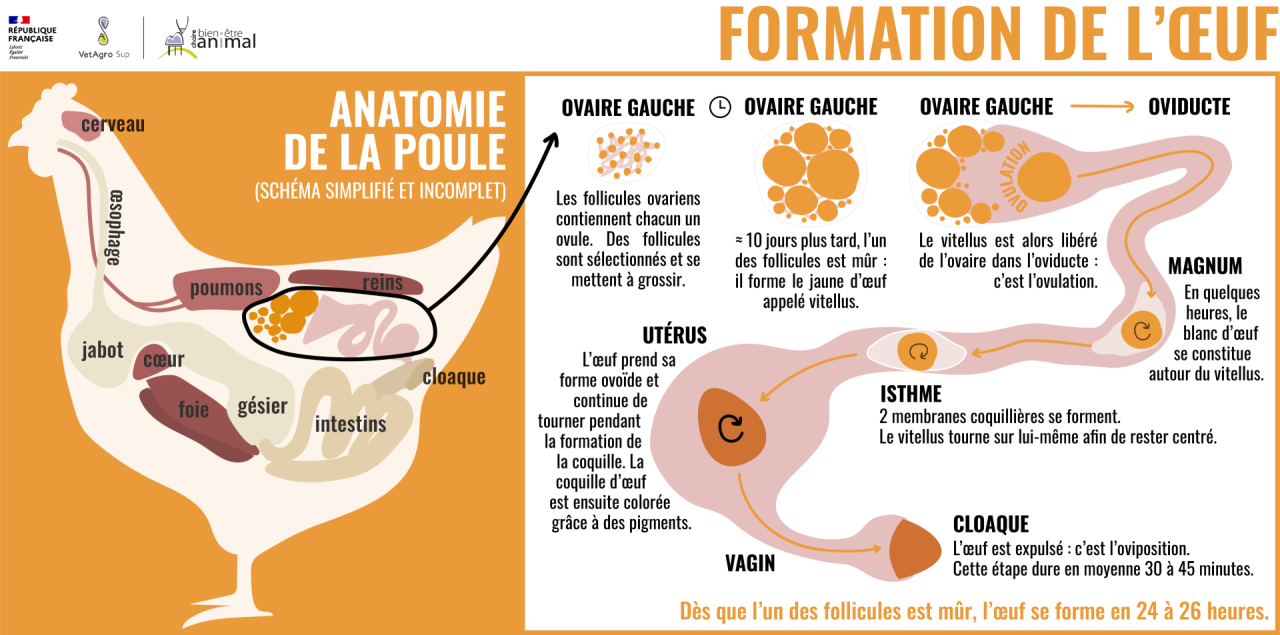 Formation de l'œuf dans la poule