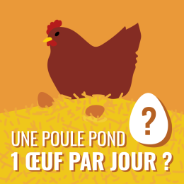 Une poule pond un oeuf par jour