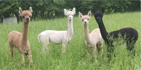 Alpagas en groupe
