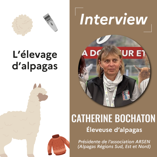 Interview – L’élevage d’alpagas, avec Catherine Bochaton