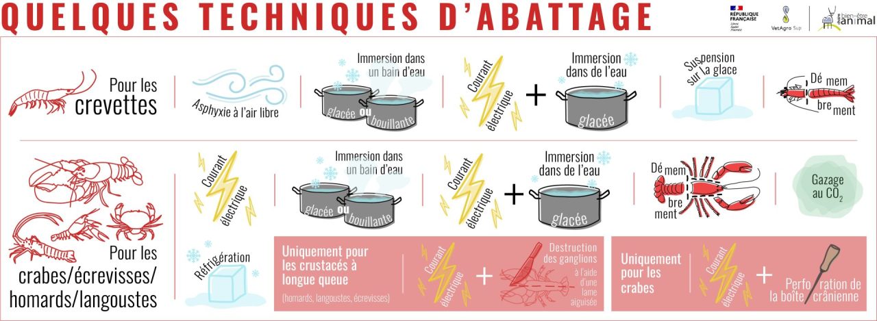 Les techniques d'abattage