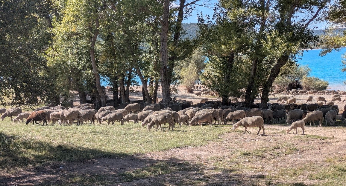 Troupeau de brebis à l'ombre