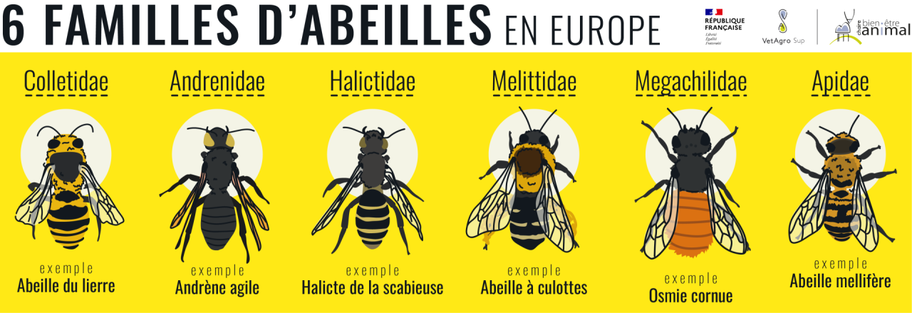 Six familles d'abeilles
