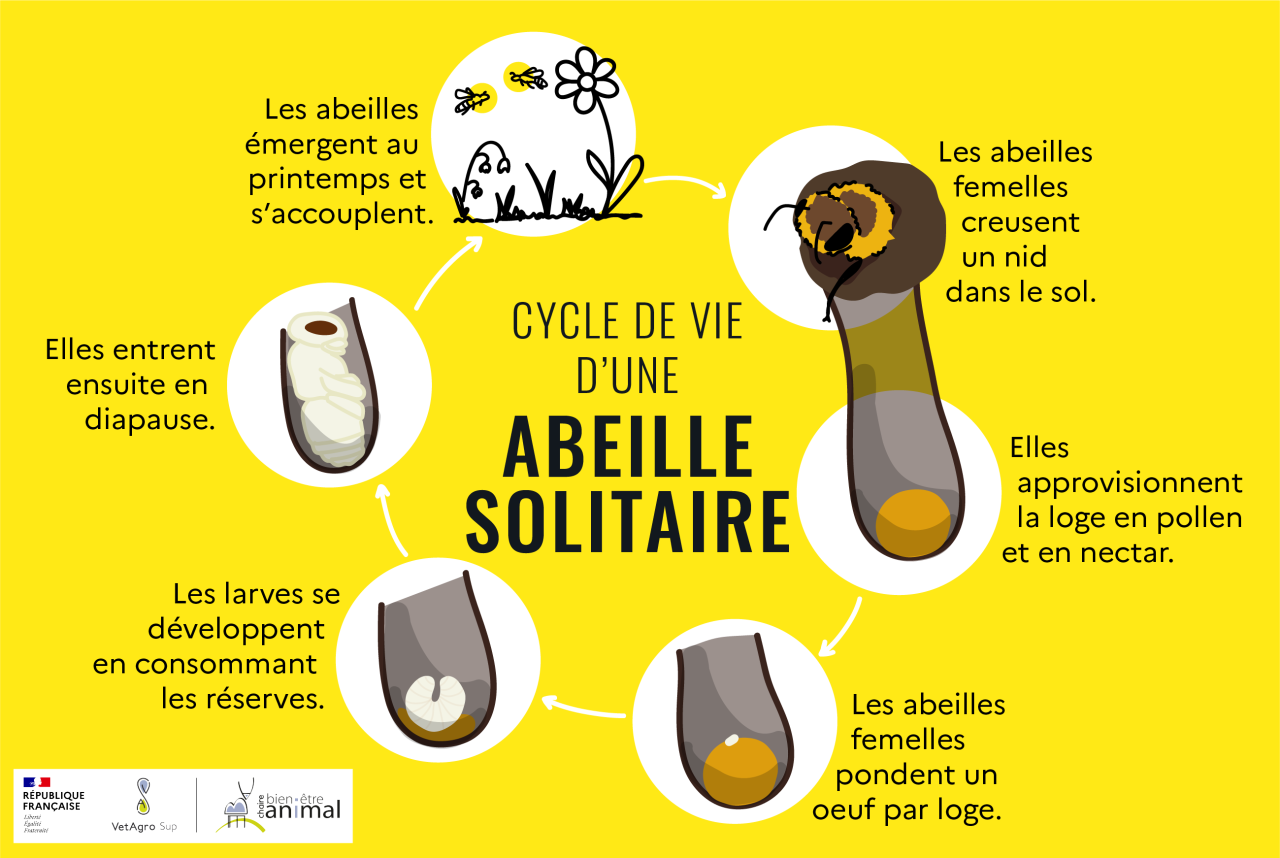 Cycle de vie d'une abeille solitaire