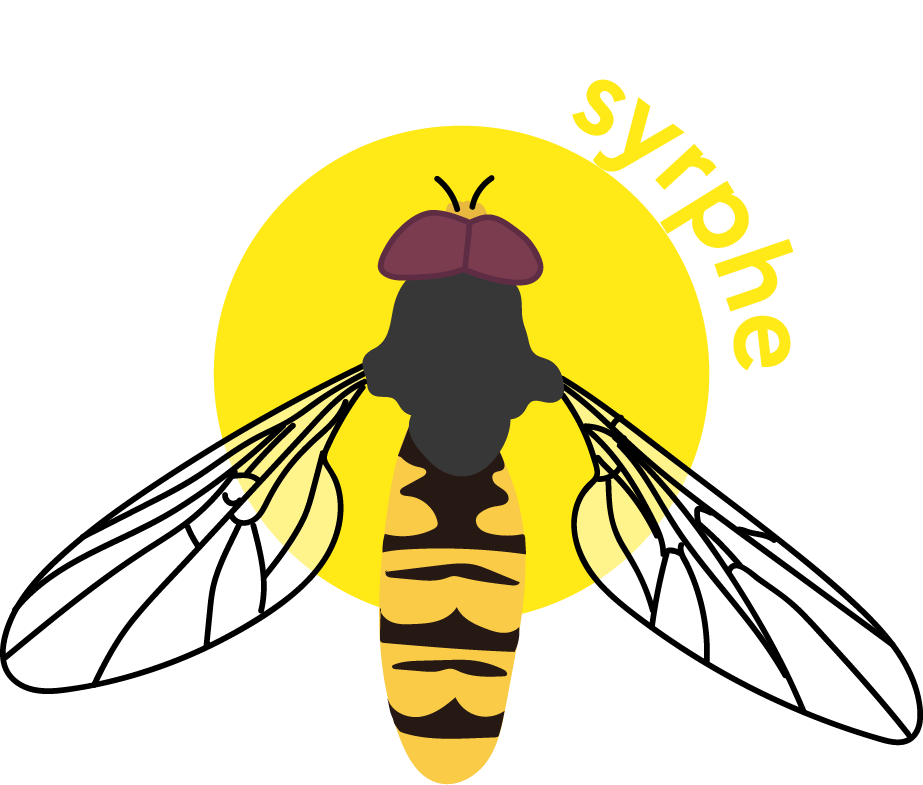 Les Syrphes