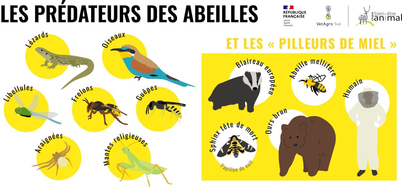 Prédateurs des abeilles