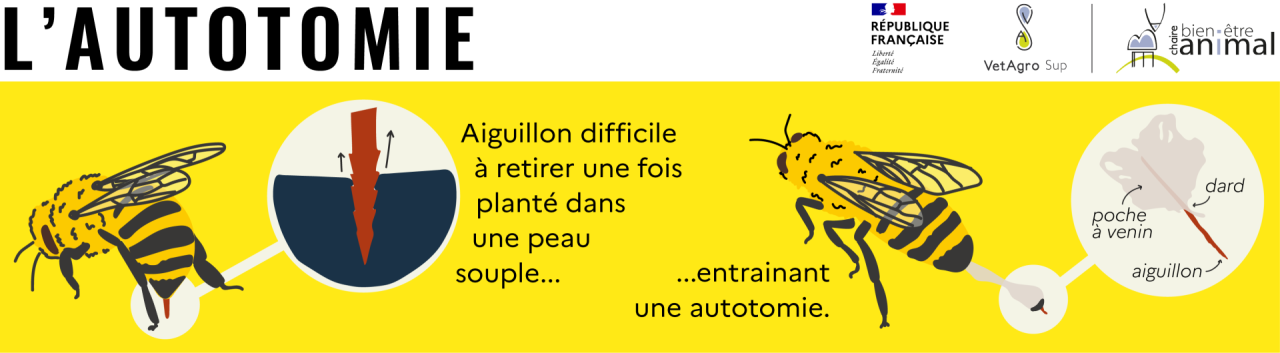 Autotomie chez l'abeille