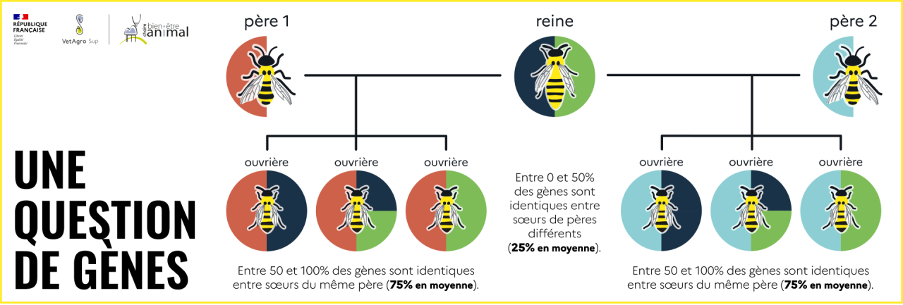 Génétique chez les abeilles
