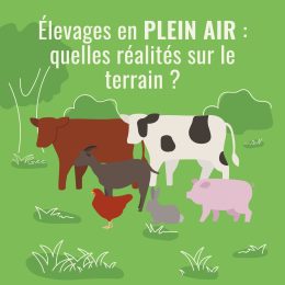 Élevages en plein air : quelles réalités sur le terrain ?