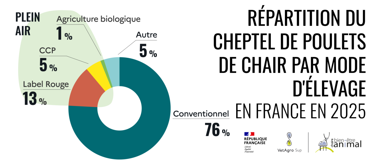 Répartition du cheptel de poulets de chair