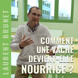 Comment une vache devient nourrice